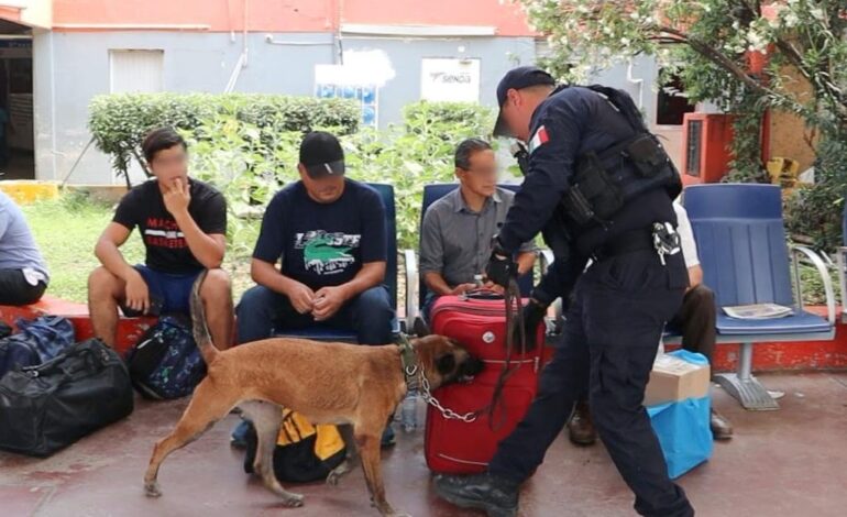 Binomios caninos de la Guardia Estatal redoblan vigilancia en Central de Autobuses