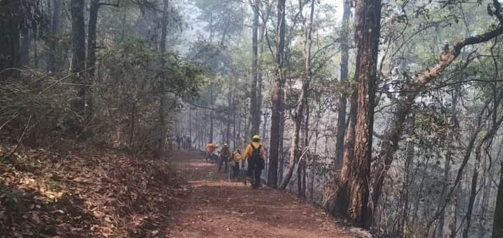 Unen esfuerzos autoridades y ciudadanos para combatir incendio forestal en Hidalgo, Tamaulipas