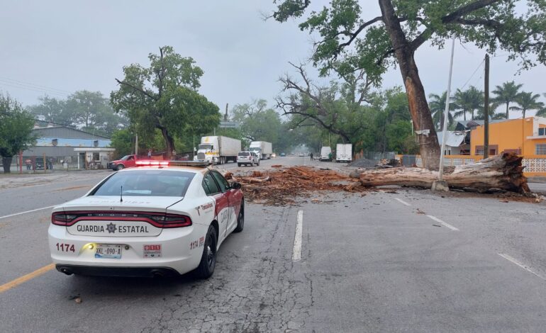 Circulación cerrada en carril de sur a norte de Carretera Victoria-Monterrey por caída de árbol