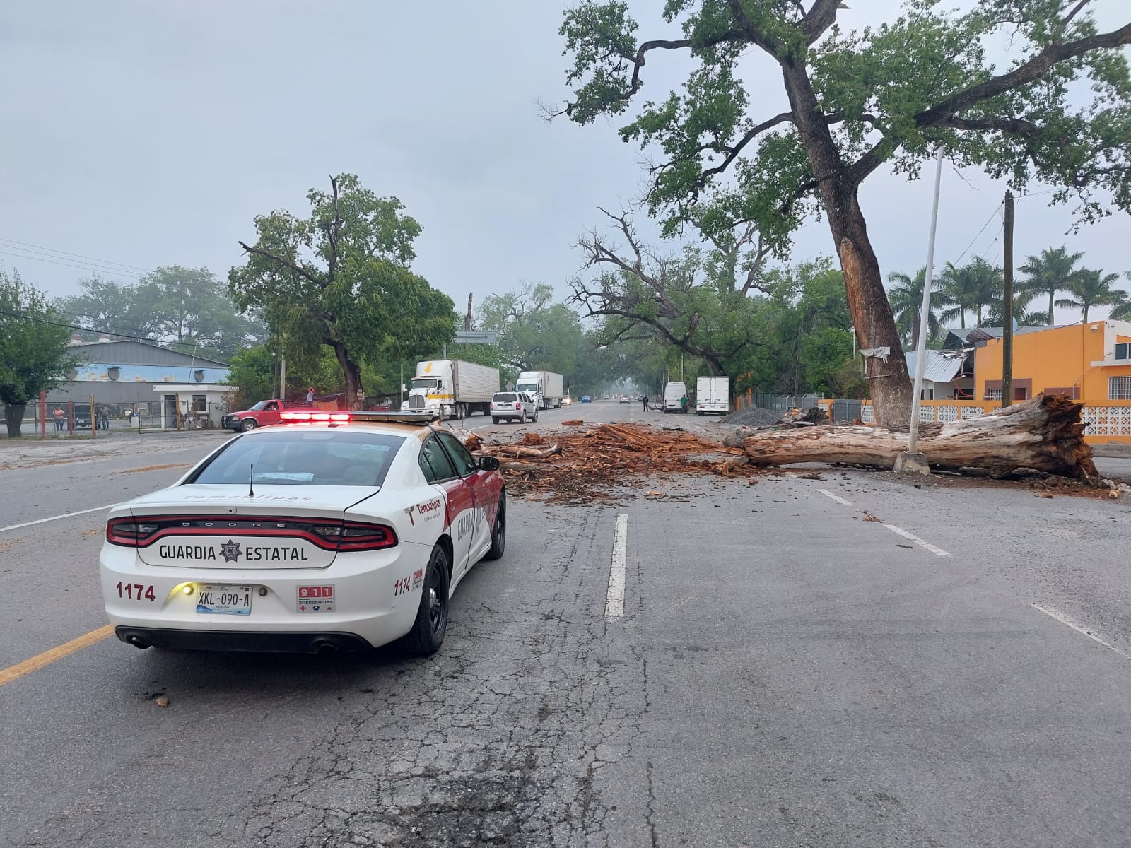 Circulación cerrada en carril de sur a norte de Carretera Victoria-Monterrey por caída de árbol