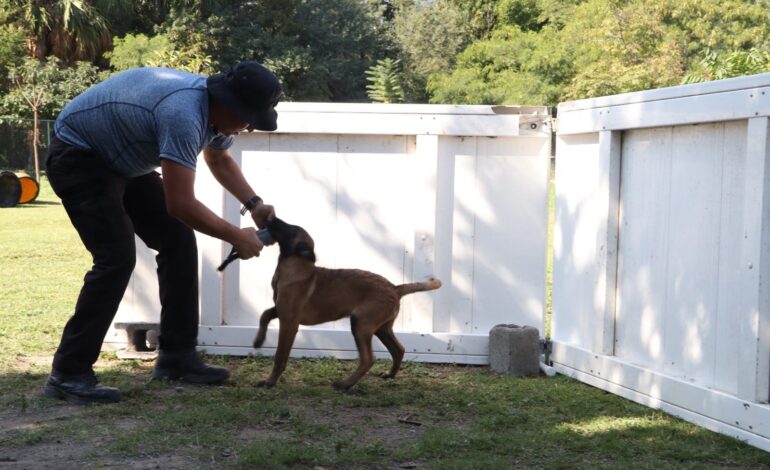 Constante capacitación de manejadores y caninos de la SSPT