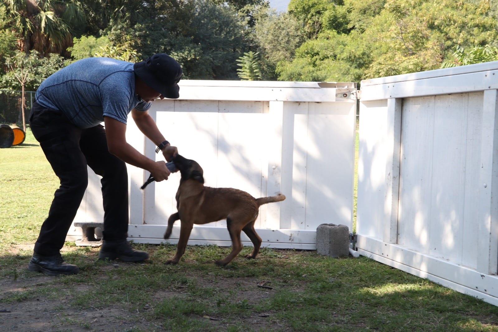 Constante capacitación de manejadores y caninos de la SSPT