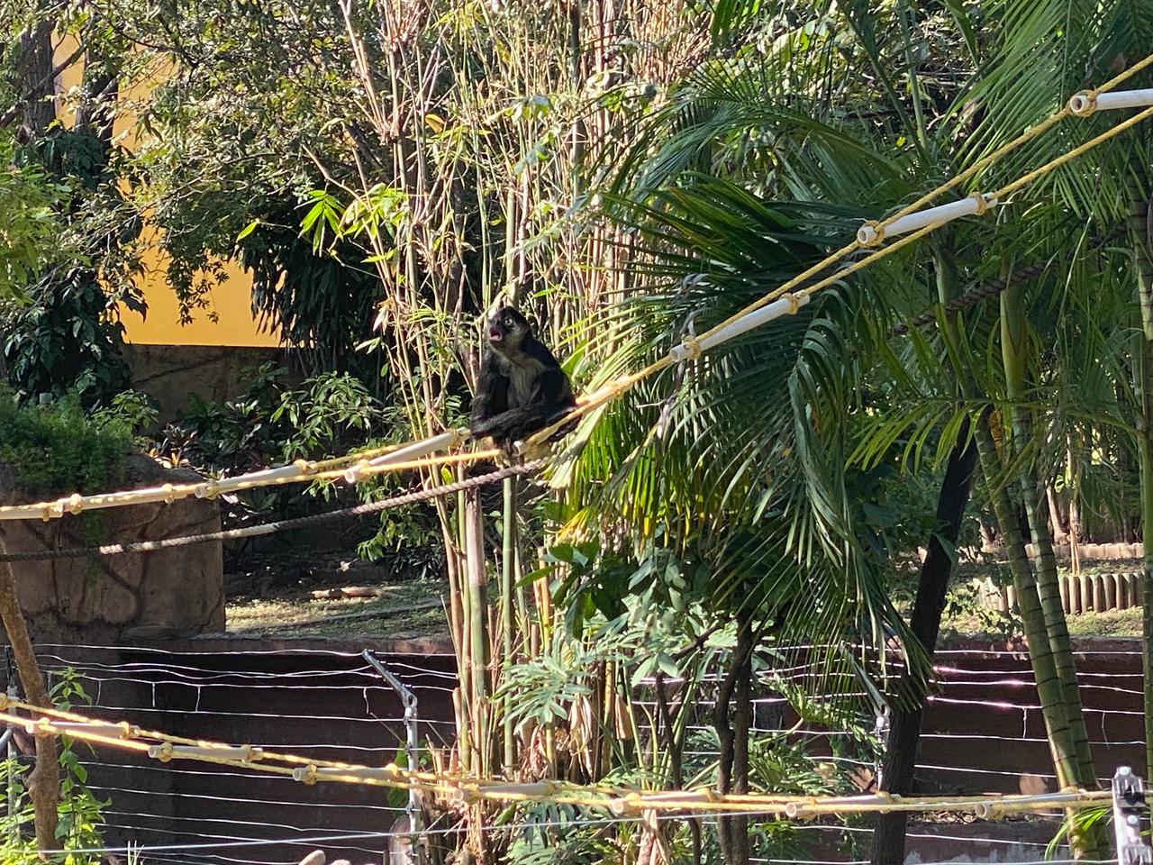Zoológico de Tamatán libera a ocho monos araña tras más de 20 años en encierro